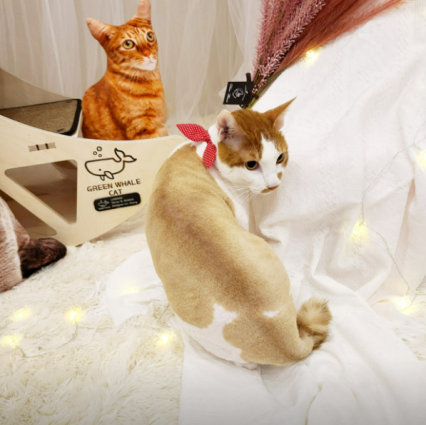 [부산 장산역] 고양이미용 묘미