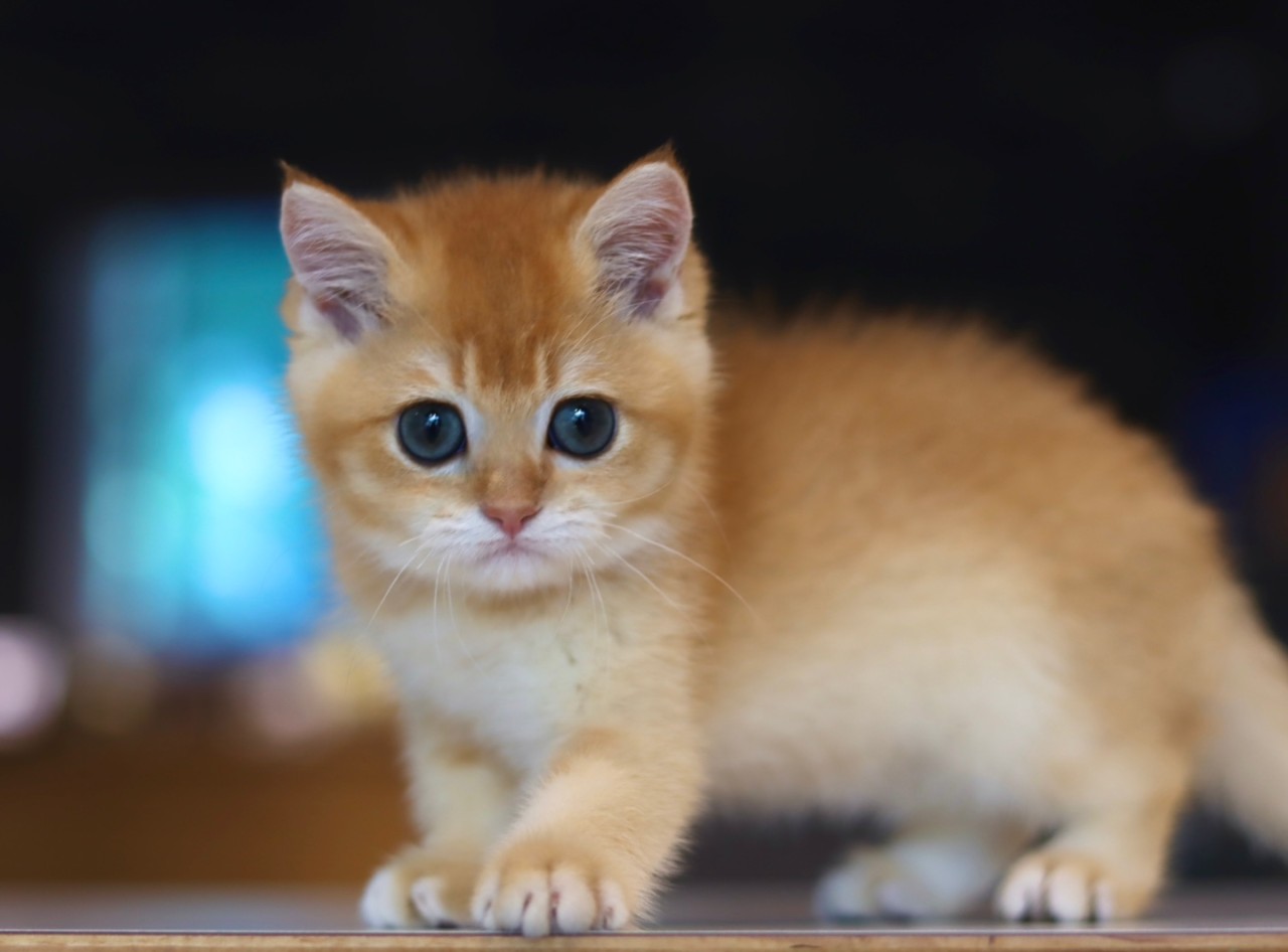 [칠곡 북삼] 냥이의하루카페