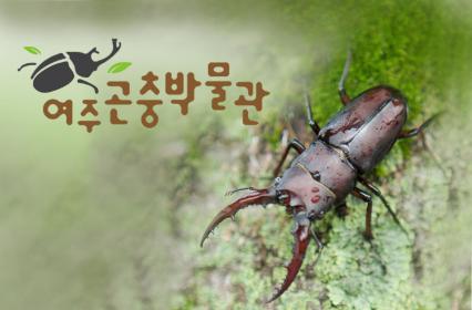 [여주 능현동] 여주곤충박물관