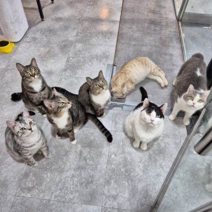 [부천역] 댕댕냥냥 부천점