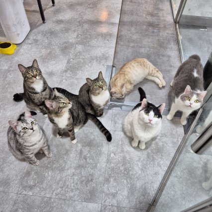 [부천역] 댕댕냥냥 부천점