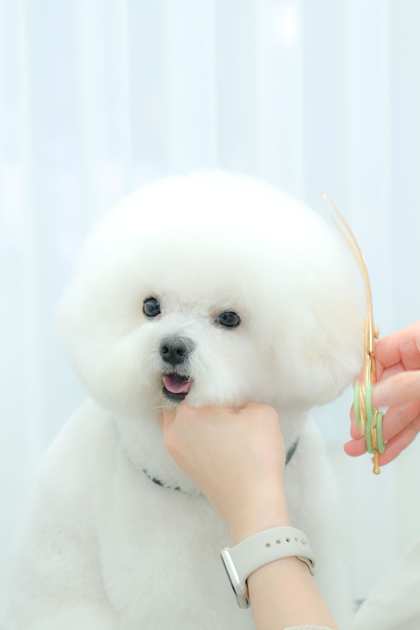 [성남] 곱디곱개